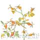 Rosehips