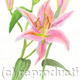Stargazer - Pale
