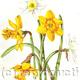 Daffodils