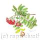 Mountain Ash
