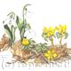 Snowdrops