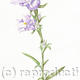 Bluebell