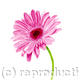 Gerbera
