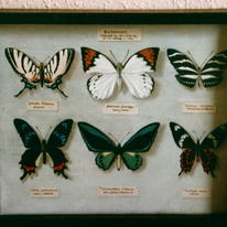 Trompe L'oeil Butterfly case
