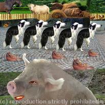 hidden Animal farm 1