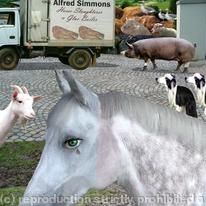 hidden Animal farm 3