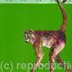 Spider Monkey: Animals…