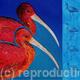 Scarlet Ibis: Animals…