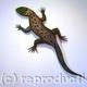 Wall mounted lizard