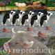 Animal farm 1