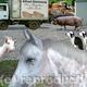 Animal farm 3