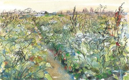 cauliflower field