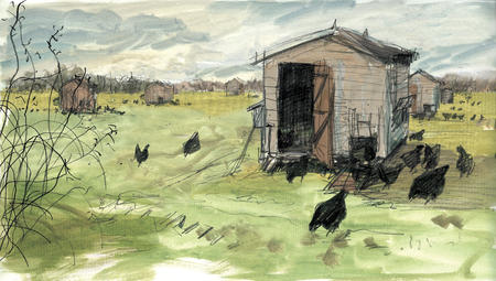 chickens black rock