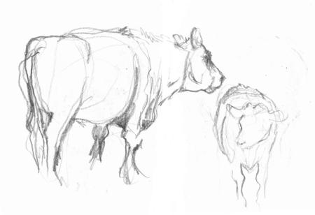 big cow