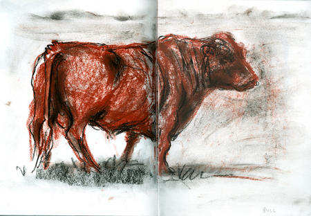 bull