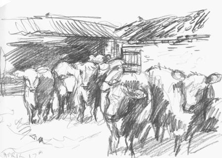 cows at woodlands bottom