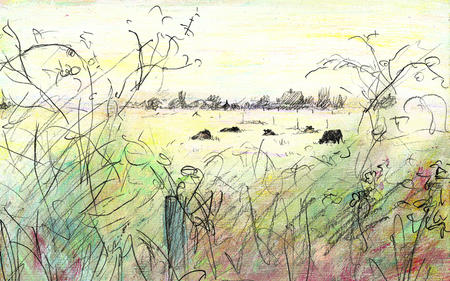cows in the field, July