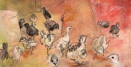turkey chicks 3 days old