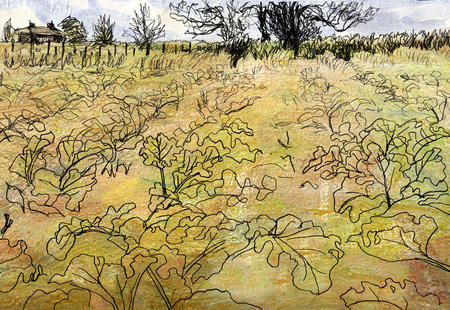 the rhubarb bed