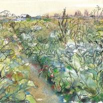 cauliflower field