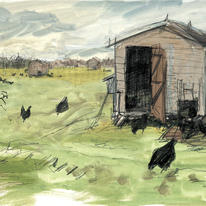 chickens black rock