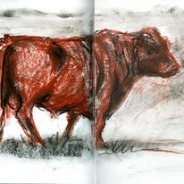 bull
