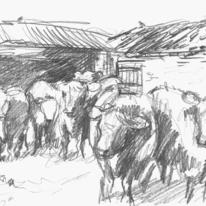 cows at woodlands bottom