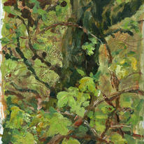hawthorn in spring