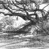 tree sark