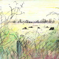 cows in the field, July