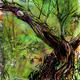 wild garden