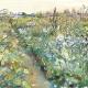 cauliflower field