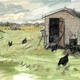 chickens black rock