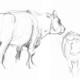 big cow