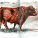 bull