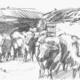 cows at woodlands bottom