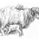 lamb feeding