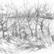 hedge winter cold
