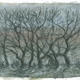 hedge winter hedge sketch
