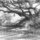 tree sark