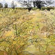 the rhubarb bed
