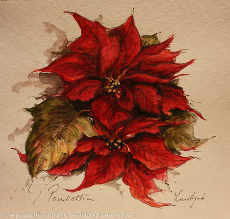 Poinsettias