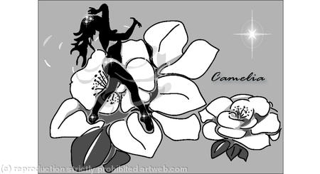 Camelia 002
