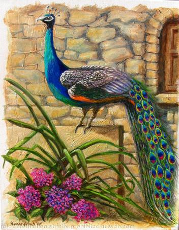 Peacock at Evangelistra
