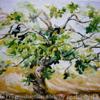 Fig Tree