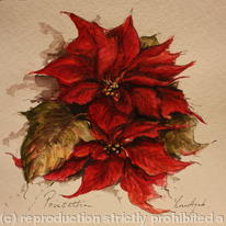Poinsettias