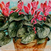 Cyclamen