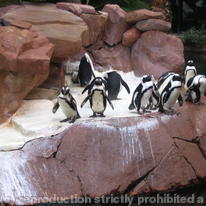 Penguins - Las Vegas