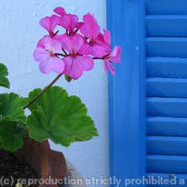 Pink  Blue