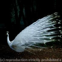 Peacock 001